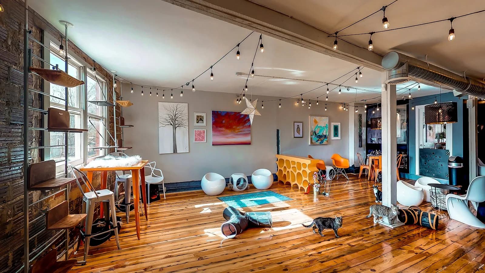 Mac Tabby Cat Cafe - Charlotte in Charlotte, specialty coffee cafe
