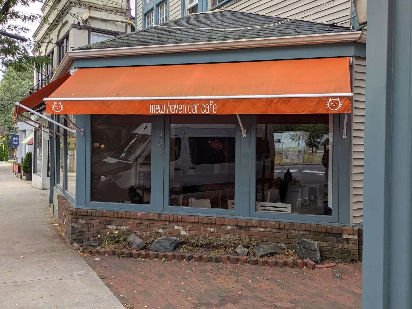 Mew Haven Cat Cafe in New Haven, specialty coffee cafe