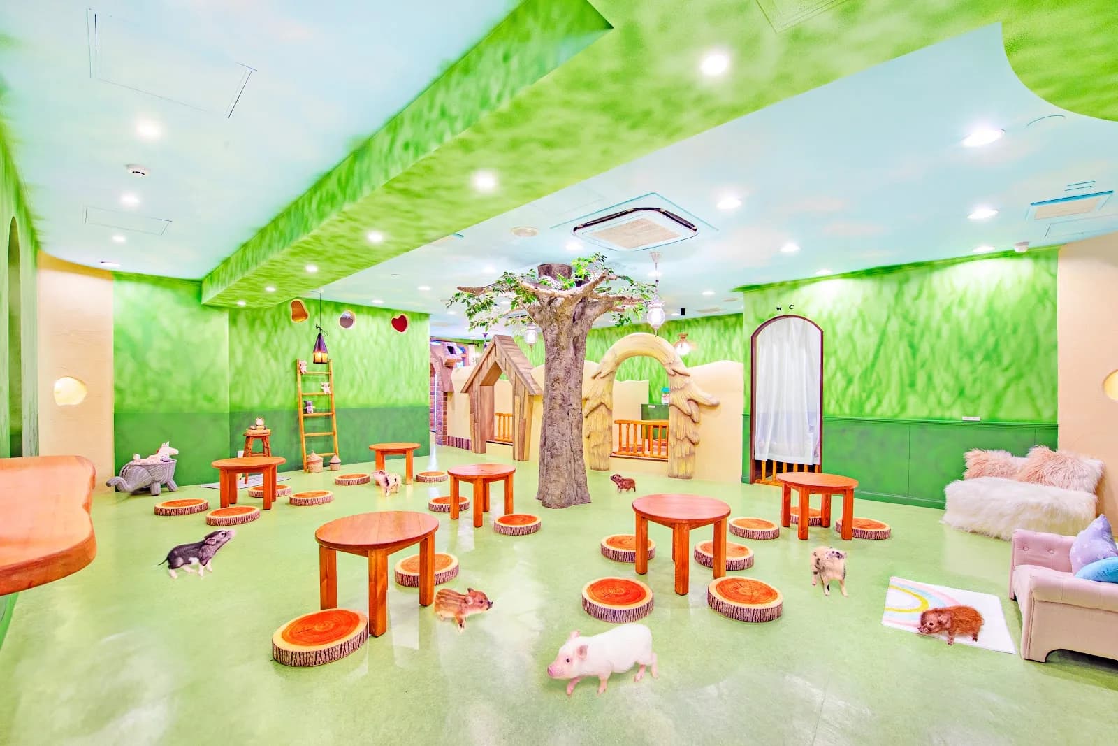 mipig cafe - Harajuku in Tokyo, specialty coffee cafe