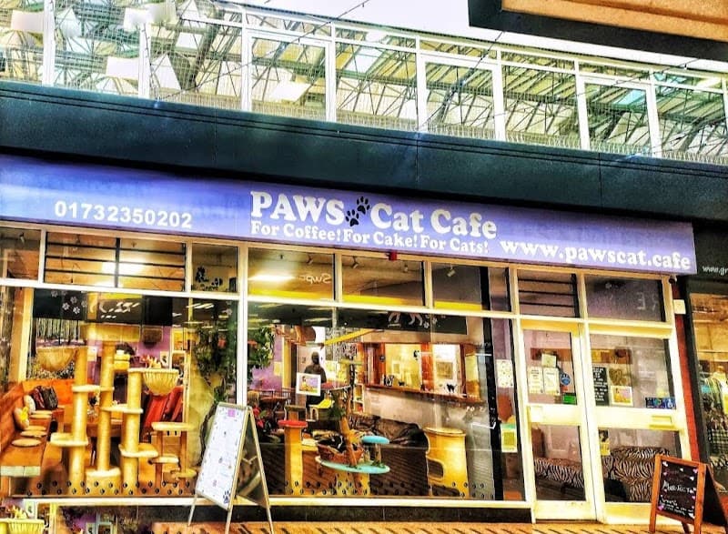 Paws Cat Cafe in West Malling, specialty coffee cafe