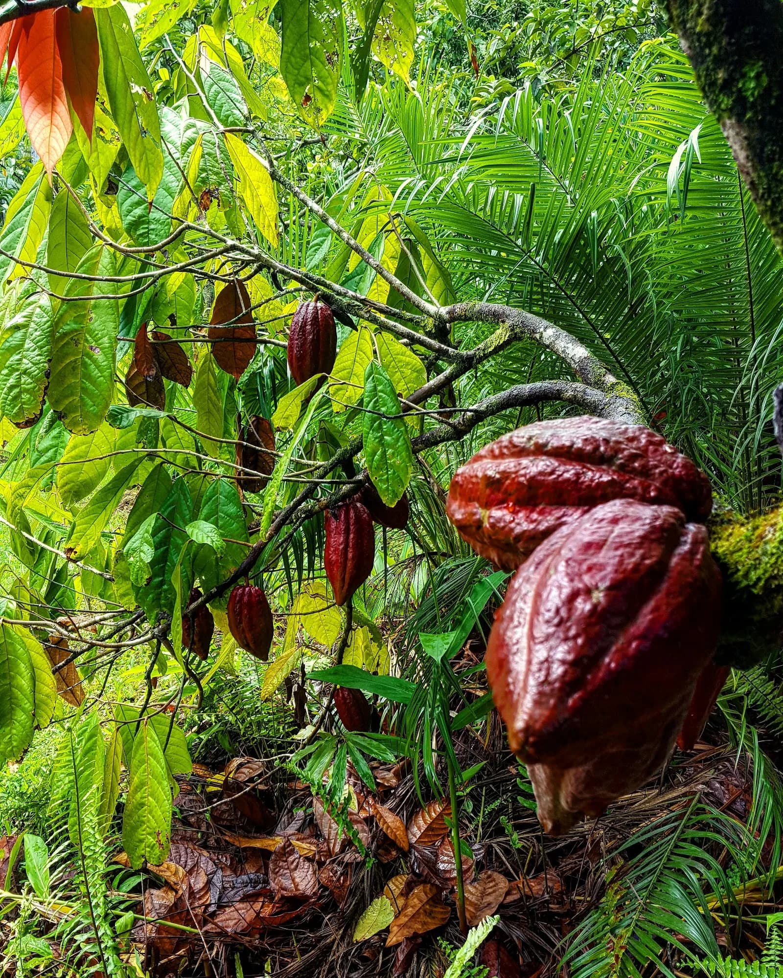 Puna Chocolate Company Farm - Kona Cocoa & Coffee Orchard Tours (by reservation only) in Captain Cook, specialty coffee roaster
