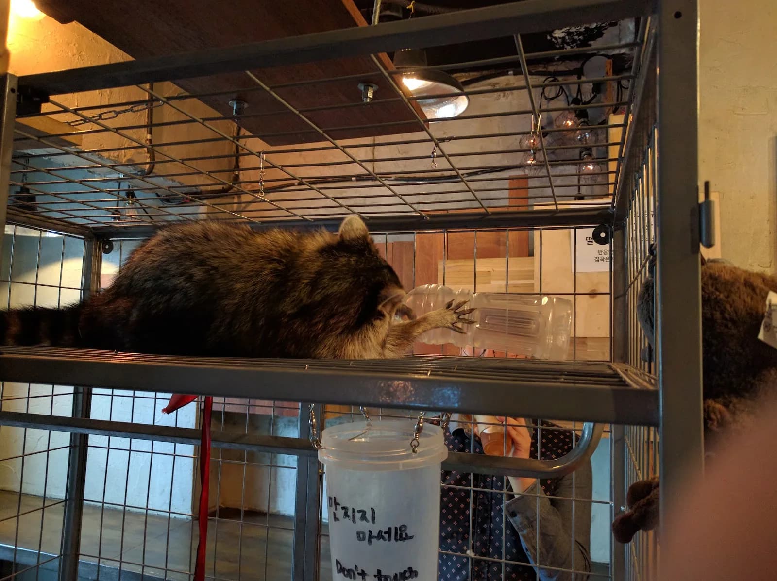 Raccoon Café: Kkukkune in Seoul, specialty coffee cafe