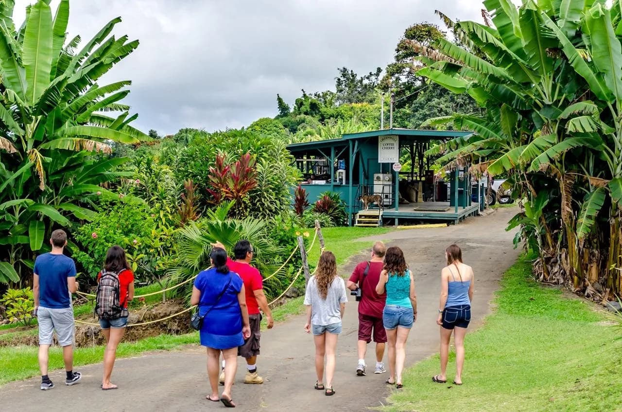 Rising Kona Coffee Farm Tours in Holualoa, specialty coffee roaster