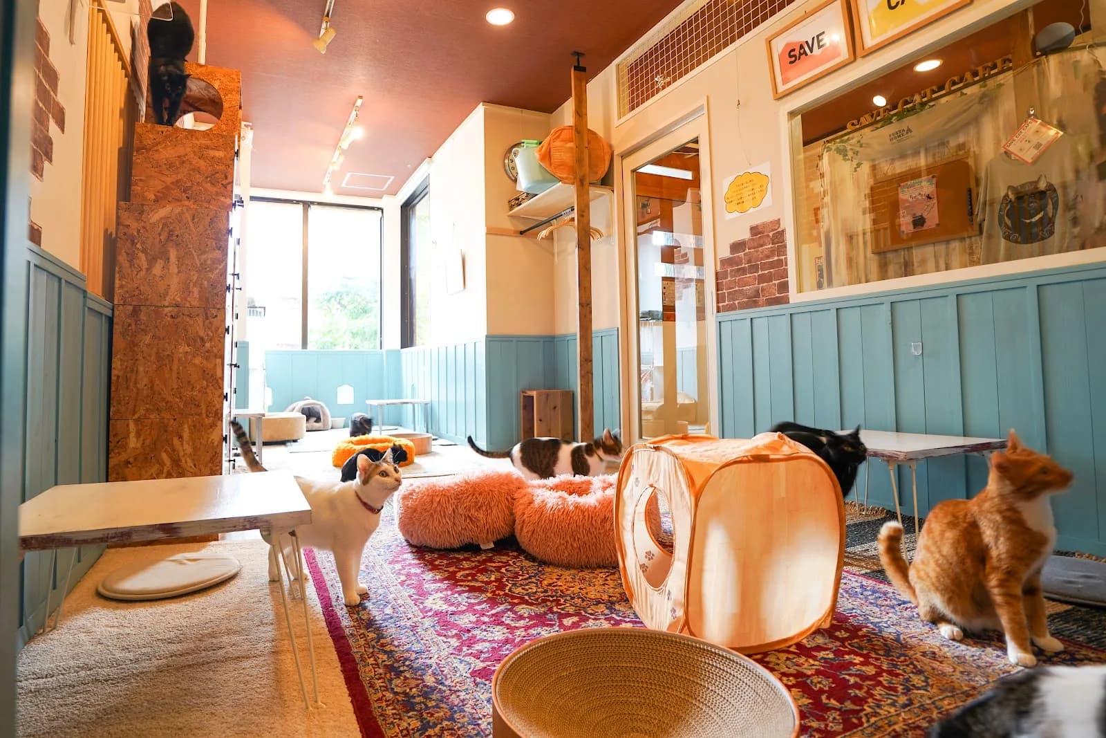 Save Cat Cafe in Osaka, specialty coffee cafe
