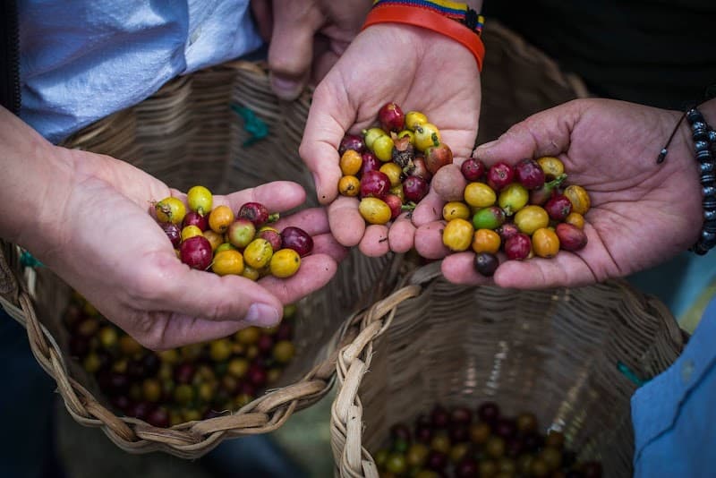 Tour del Café Don Rafa Medellín - Conectamos personas a través del café in La Estrella, specialty coffee roaster
