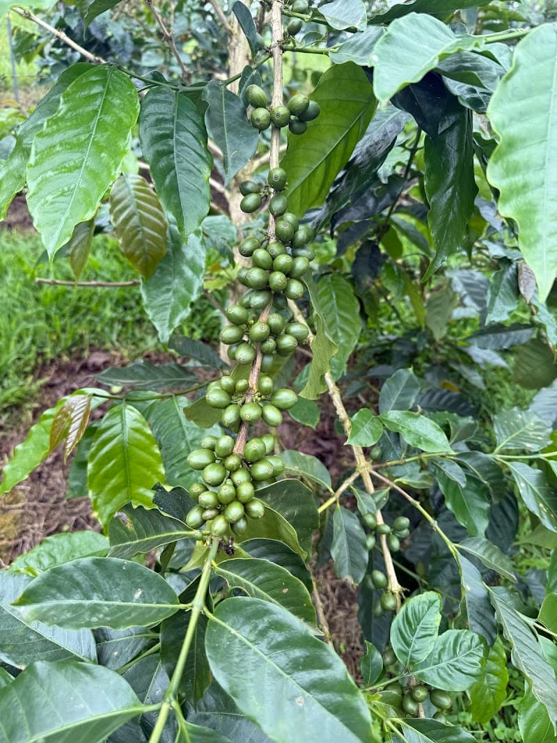 Uluwehi Coffee Farm in Kailua-Kona, specialty coffee roaster