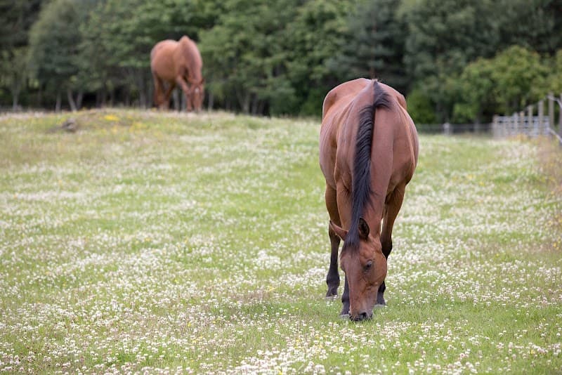 World Horse Welfare Belwade Farm in Aberdeen, specialty coffee cafe